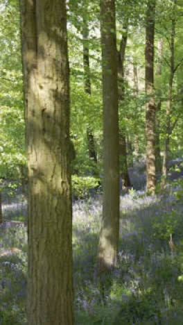 Vertikale-Videodrohne-Schoss-Waldglockenblumen,-Die-In-Der-Britischen-Landschaft-Wachsen-2